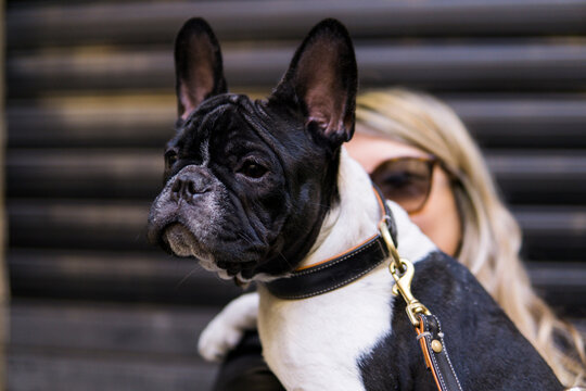 potrait of a french bulldog