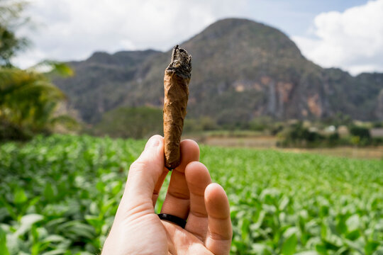 Tobacco field in Vinales, Cuba.