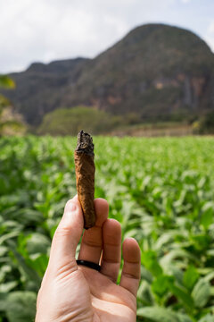 Tobacco field in Vinales, Cuba.