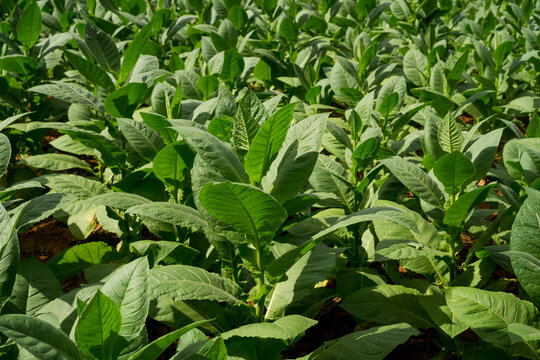 Tobacco field in Vinales, Cuba.
