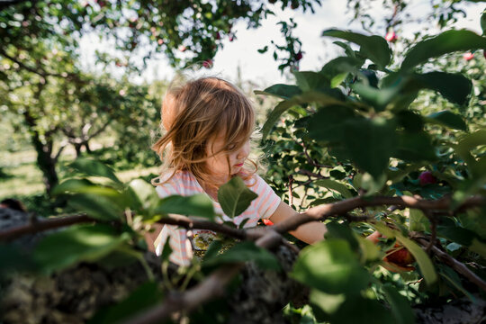 toddler girl picking an apple at an apple orchard