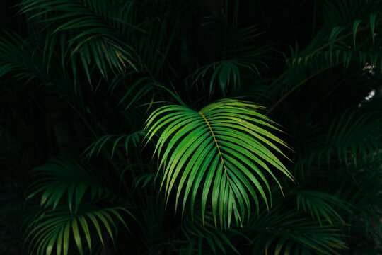 Bight palm leaf with dark palm forest background