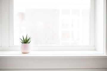 Succulent plant on white windowsill in pastel pink vase