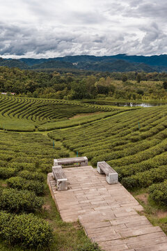 Scenic view of tea crops growing in a farm In Chiang Rai, Thailand.