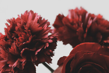 Red flowers