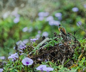 Colibrí entre flores © Adhara
