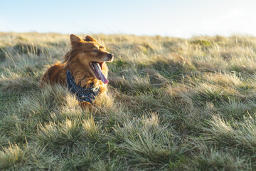 Happy dog with wide open mouth laying in grass