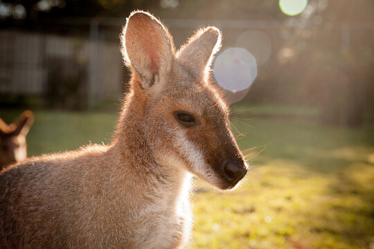 Baby Kangaroo in Sunbeam