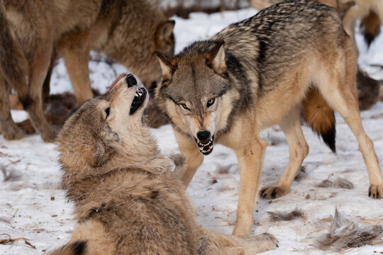 Wolves fighting over a deer carcass
