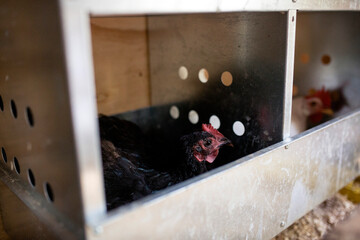 Black hen sitting in nesting box on eggs