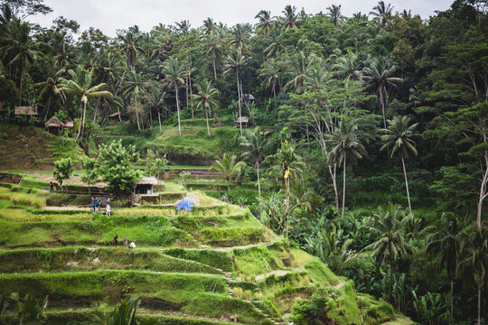 Tegallalang Rice Terraces in Bali, Indonesia