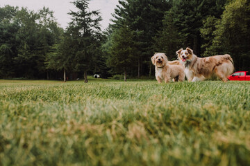 Two little dogs standing together outside