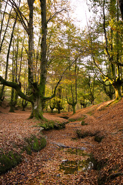 Otzarreta forest