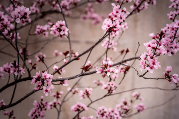 Cherry blossom branches. Sakura time