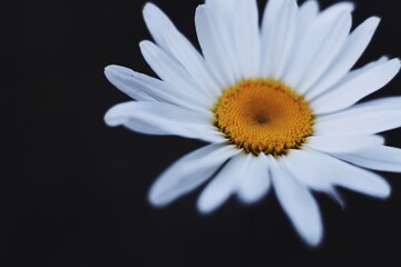 Closeup on  white chamomile flower on black background.