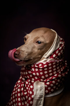 Italian Greyhound dog with Arabian Hijab