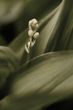 Wild blooming lily of the valley in the spring