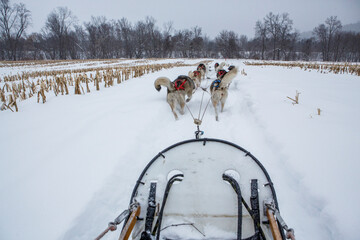 Huskies drive through the snow on a dog sledding trip in New England.