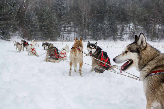 Huskies rest in the snow on a dog sledding trip in New England.