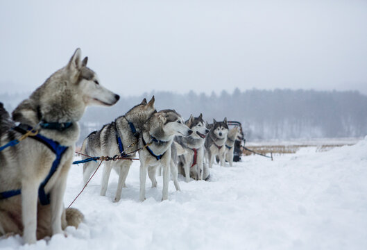 Huskies rest in the snow on a dog sledding trip in New England.