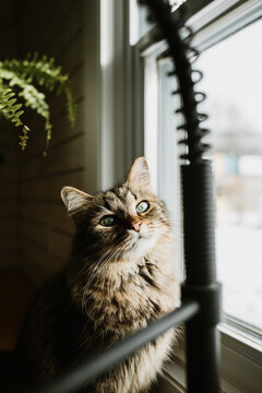 Cat Sitting Next To A Window