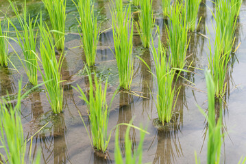 growing rice in farm, organic farm rice, growing plants on land