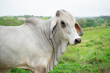 Res color blanco adulto en una granja a campo abierto