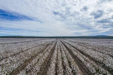 Looking along fields of cotton plants growing.