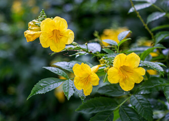 yellow flowers in the garden