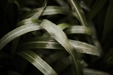 Green grass after the rain.