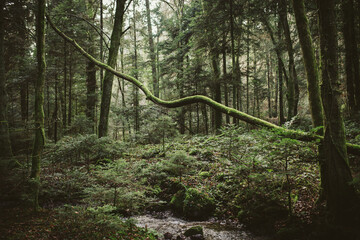 a moss covered branch falls across a steam in the forest