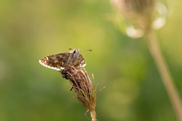 Pyrgus armoricanus - Oberthür's Grizzled Skipper - Hespérie des potentilles