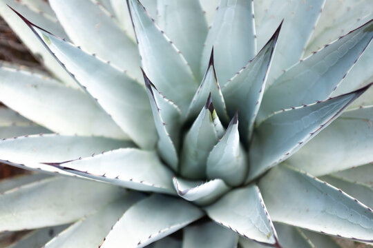 Agave plant in the Northern Arizona Desert
