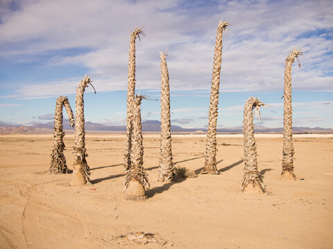 A cluster of dead palm trees stand in the parched desert.