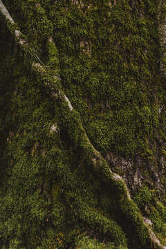 A stick on a tree trunk covered in moss