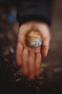 a child holds a spiral shell in his hand