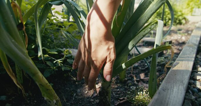 Slow motion following shot of woman hand harvesting leek on garden. Farmer collecting harvest in end of summer. Rootstock closeup with soil on sunshine. Concept of organic farmland