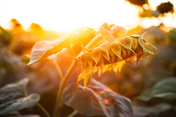 Close-up of sunflower growing outdoors during sunny day