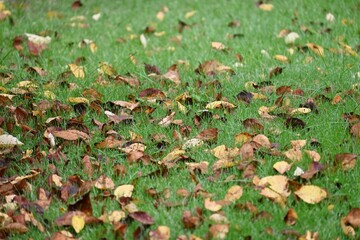 落ち葉の光景・季節の背景素材