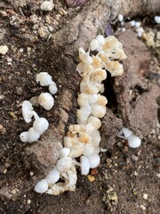 mushrooms in the forest