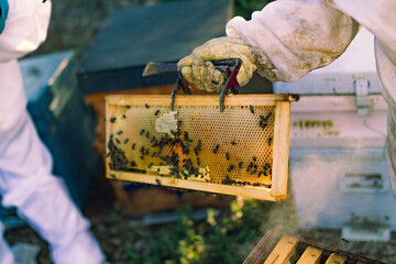 hive and bees