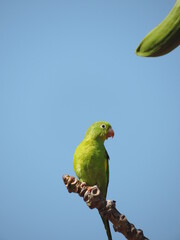 Maritaca é um termo popular para se referir as diversas espécies de aves da família dos psitacídeos. Dependendo da região, as maritacas são assim denominadas para as aves de médio porte.