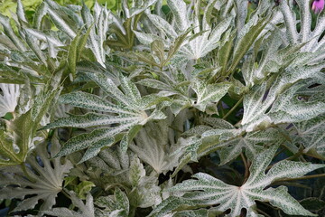 Glossy-leaf paper plant, Fatsia japonica (Spiders Web), variegated leaf.