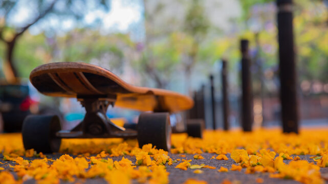 flores long board