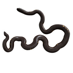 3D illustration of Calabar python.