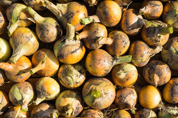 harvesting onions in a wooden box