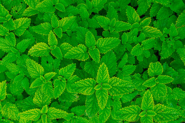 Fototapeta na wymiar Lemon Grass, Green nature Vegetable Herb Background