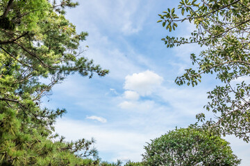 trees and sky