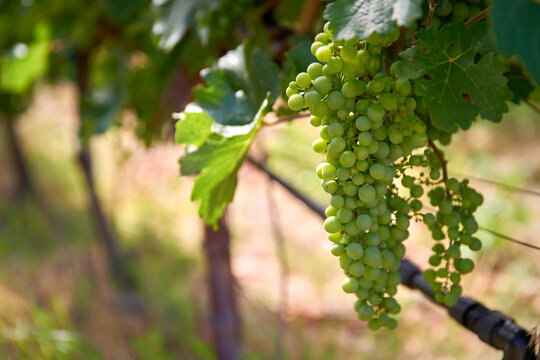 White Wine Grapes on Vines. Young bunches of white grapes hang on the vine in a vineyard ready to be harvested. Okanagan Valley near Osoyoos, British Columbia, Canada.

