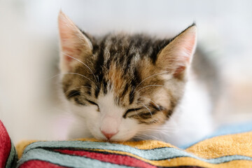 close up of a kitten